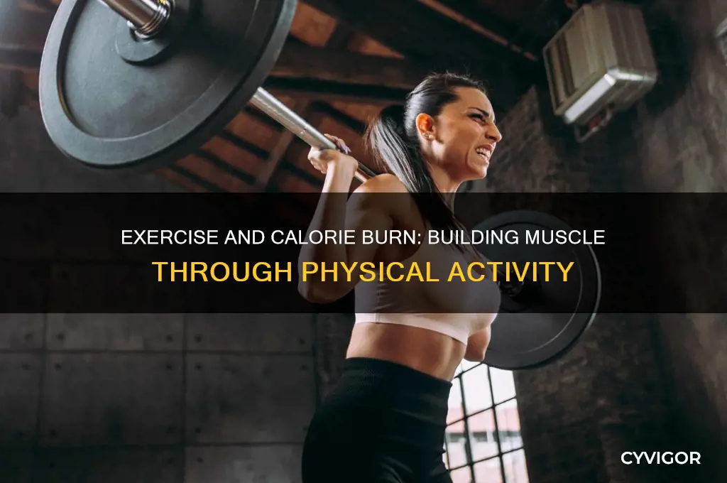 can exercise burn calories to gain muscle