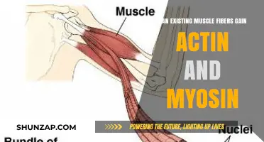 Can Existing Muscle Fibers Increase Actin and Myosin Content?