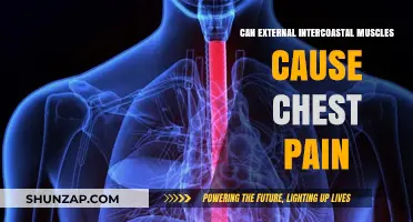 External Intercostal Muscle Pain: Understanding Chest Discomfort