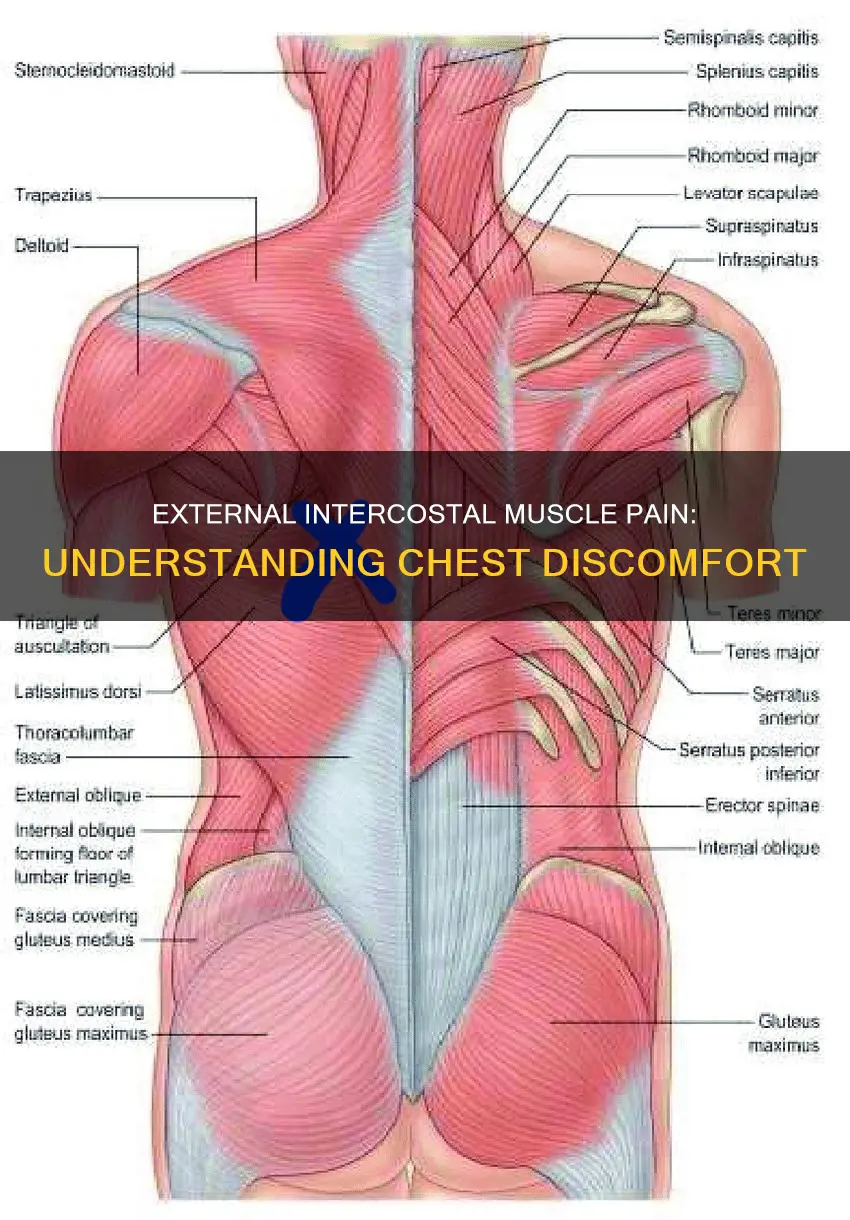 can external intercoastal muscles cause chest pain