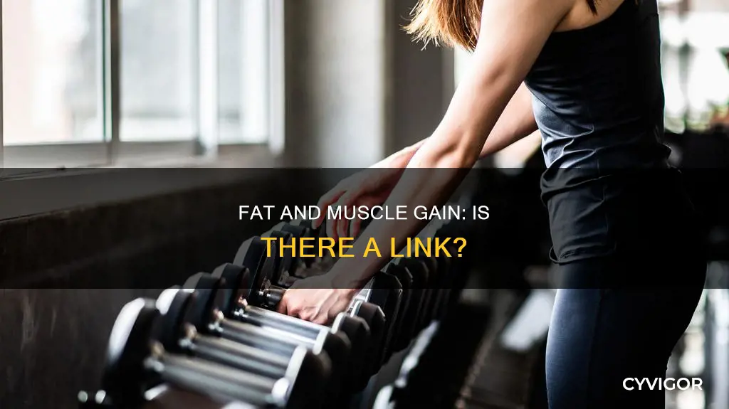can fat cause muscle gain