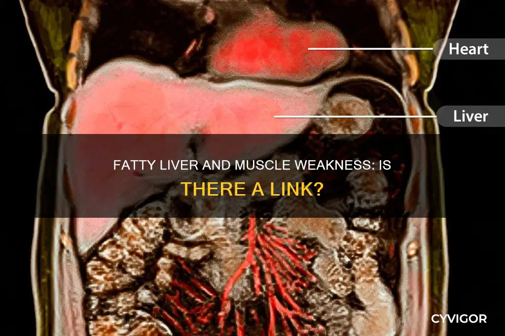 can fatty liver cause muscle weakness