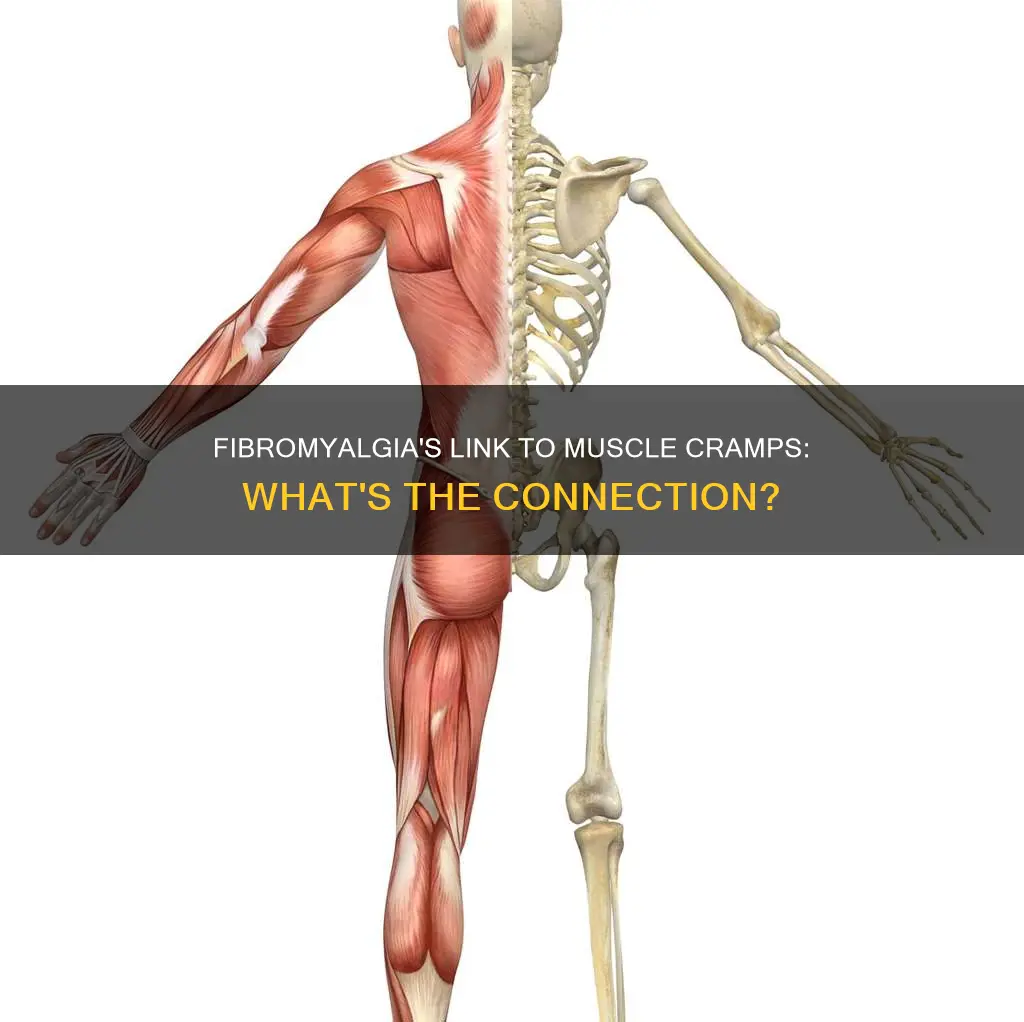 can fibromyalgia cause muscle cramping