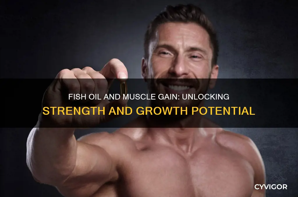 can fish oil help gain muscle