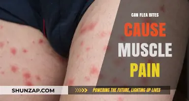 Flea Bites: Can They Cause Muscle Pain?
