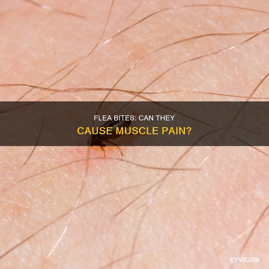 can flea bites cause muscle pain