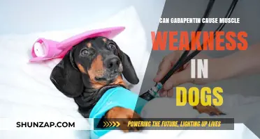 Gabapentin and Muscle Weakness in Dogs: What's the Link?