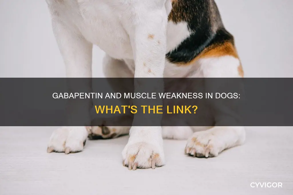 can gabapentin cause muscle weakness in dogs