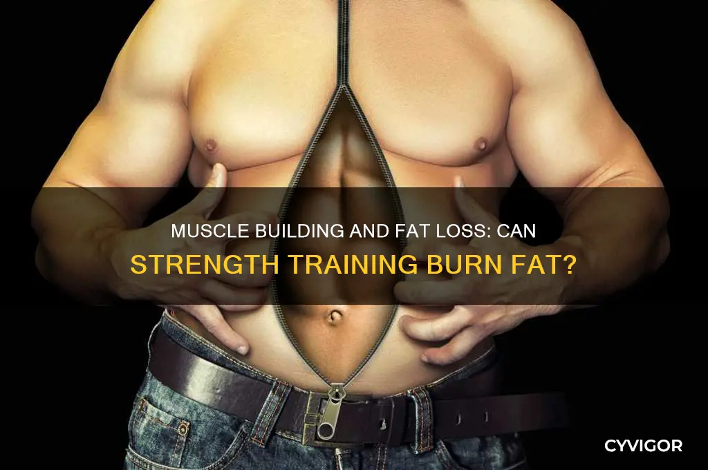 can gaining muscle burn fat