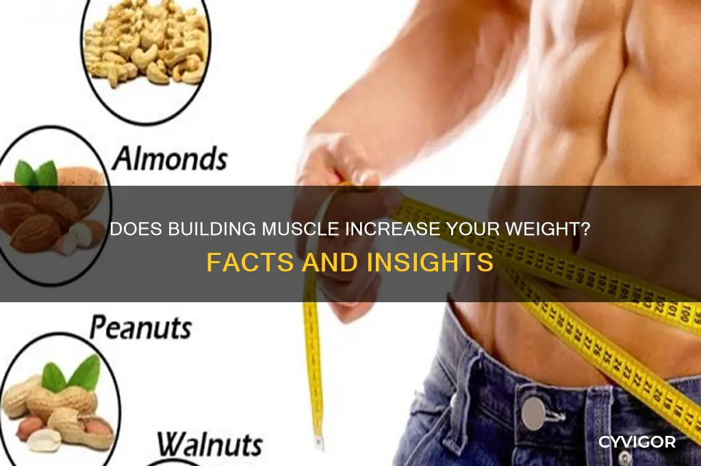can gaining muscle make you weigh more
