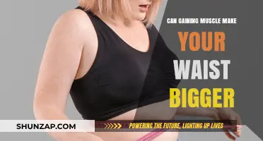 Does Building Muscle Increase Waist Size? Facts and Myths Explained