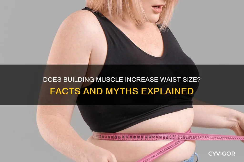 can gaining muscle make your waist bigger