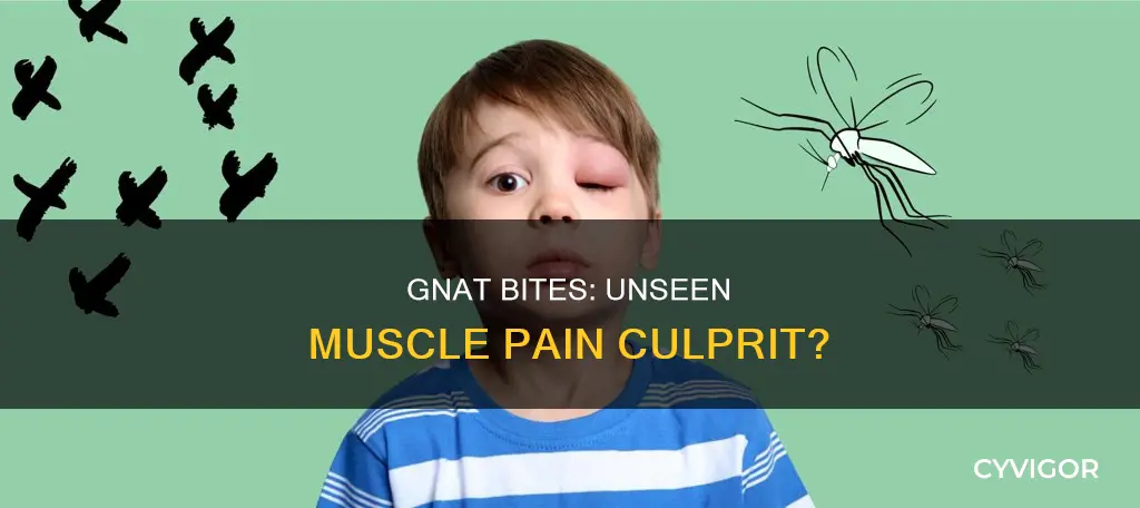 can gnat bites cause muscle pain