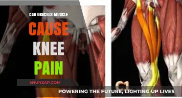 Gracilis Muscle and Knee Pain: What's the Link?