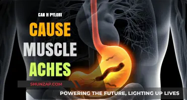 How H. Pylori Infection Triggers Muscle Aches