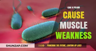 How H. Pylori Infection Impacts Muscle Weakness
