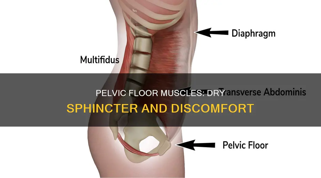 can having tight pelvic muscles cause a dry sphicter
