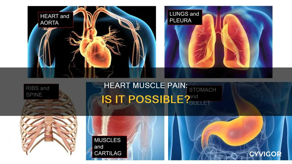 can heart muscle cause heart pain