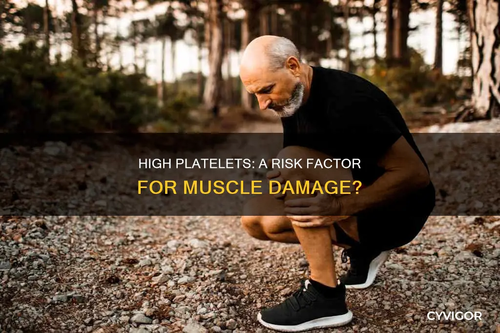 High Platelets: A Risk Factor For Muscle Damage? | CyVigor