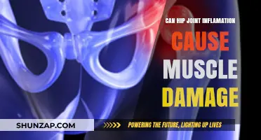 Hip Joint Inflammation: Does It Damage Muscles?