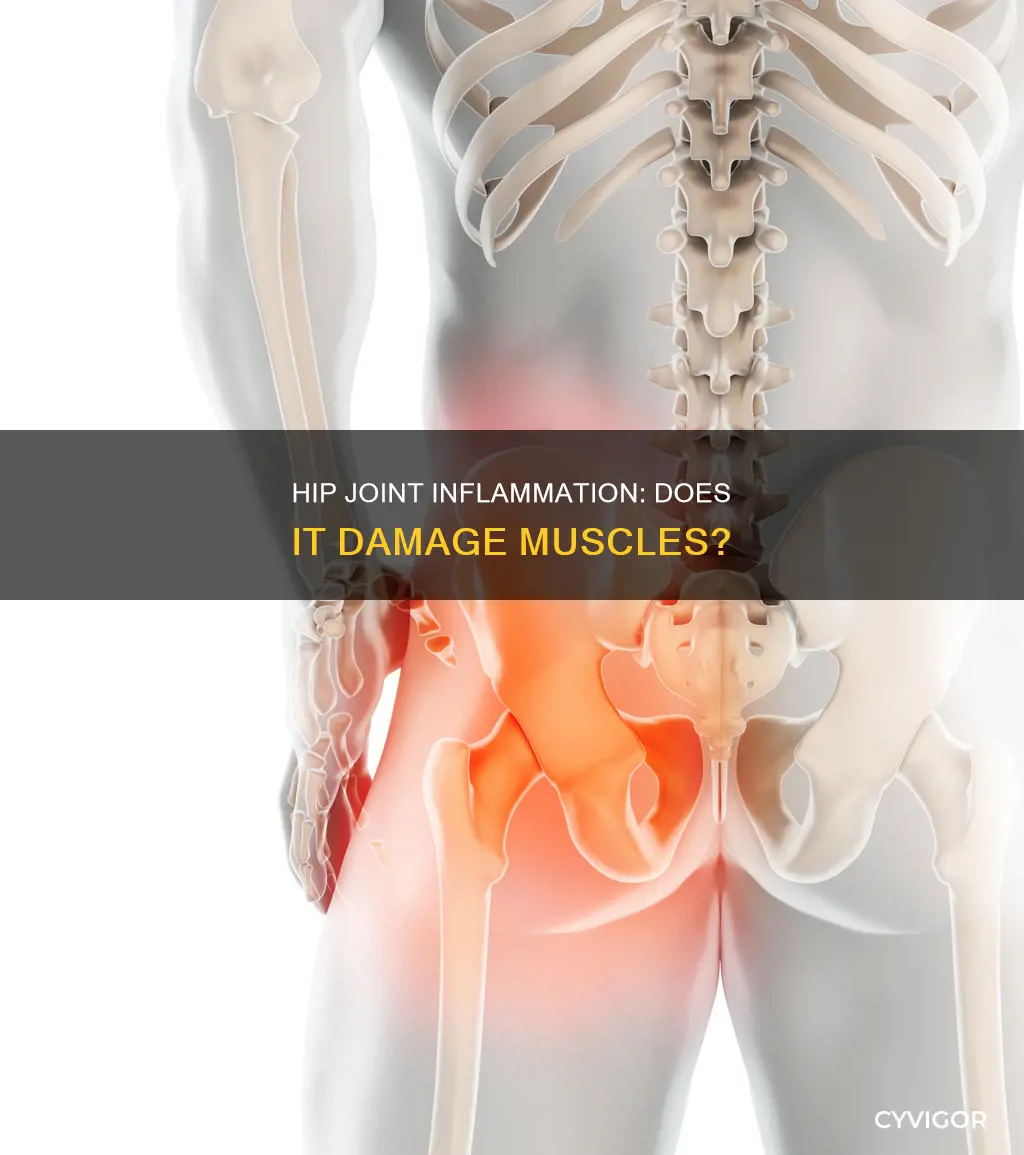 can hip joint inflamation cause muscle damage