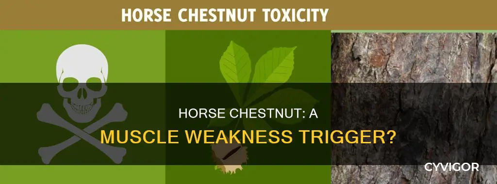 can horse chestnut cause muscle weakness