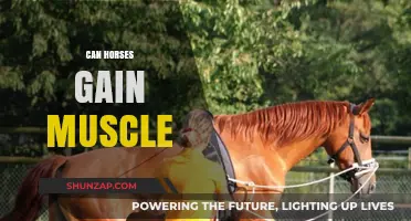 Building Equine Strength: Can Horses Effectively Gain Muscle Mass?