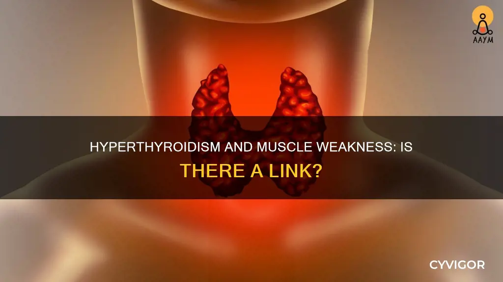 can hyperthyroid cause muscle weakness