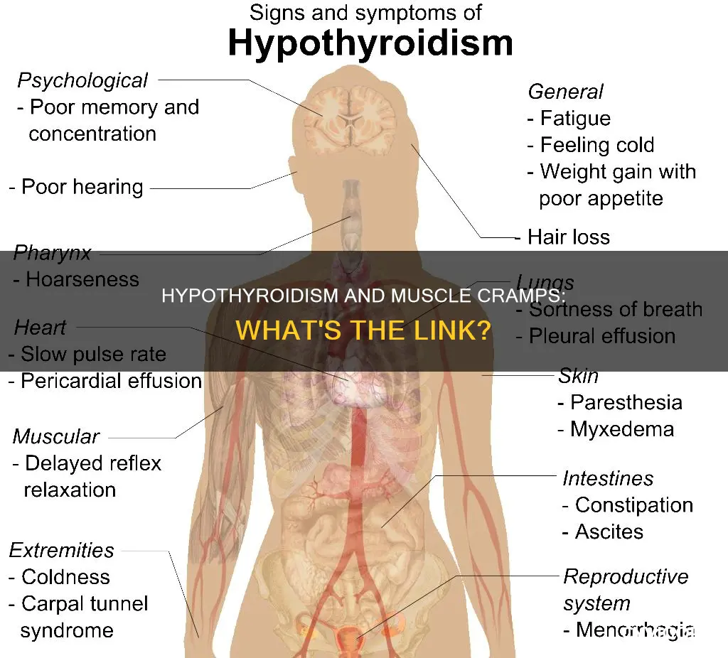 can hypothyroid cause muscle cramps