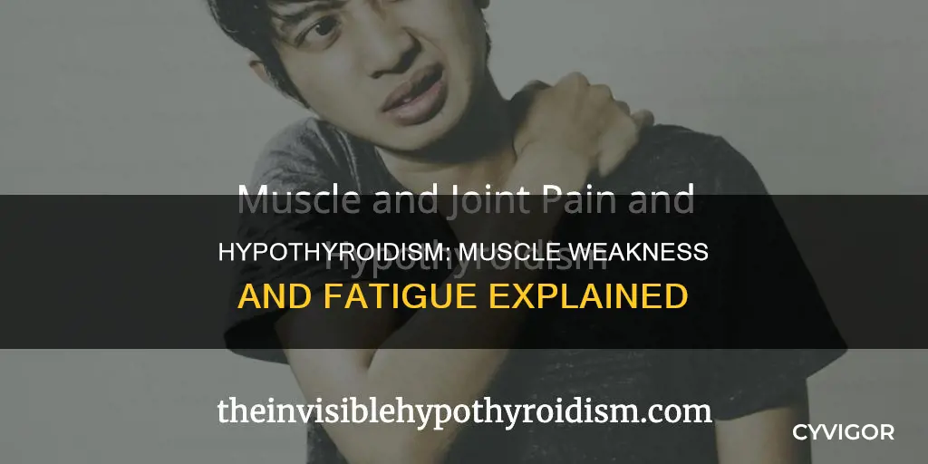 can hypothyroid cause muscle weakness