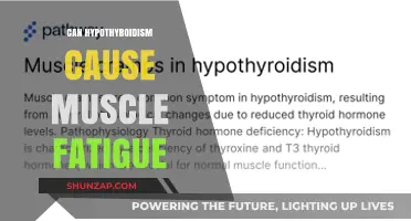 Hypothyroidism and Muscle Fatigue: Is There a Link?
