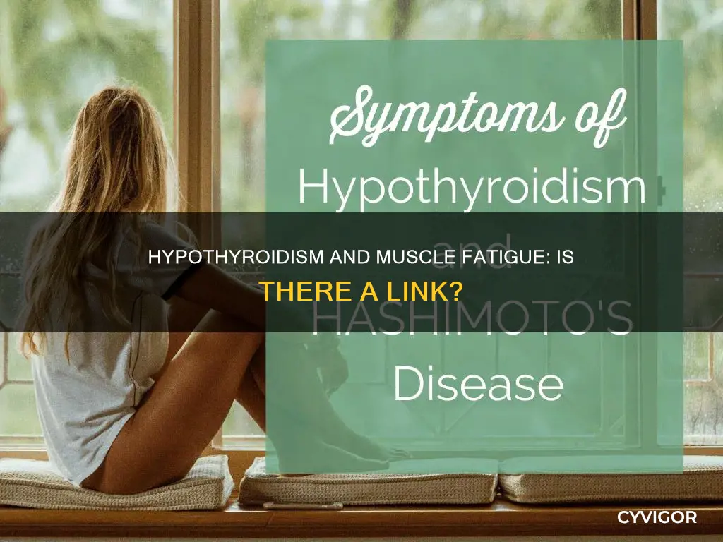 can hypothyroidism cause muscle fatigue