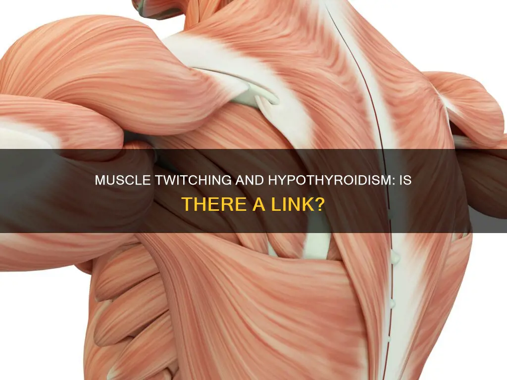 can hypothyroidism cause muscle twitching