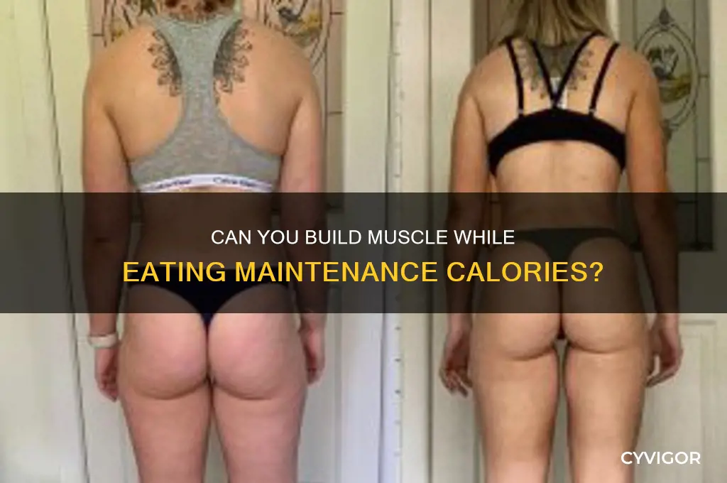 can i gain muscle eating maitaence calories