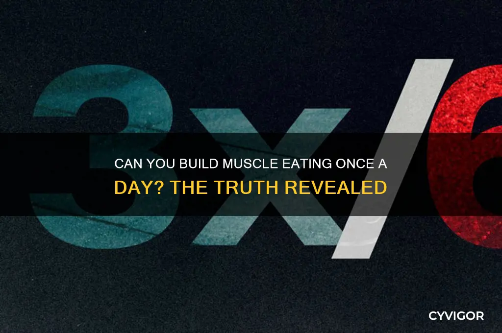 can i gain muscle eating once a day