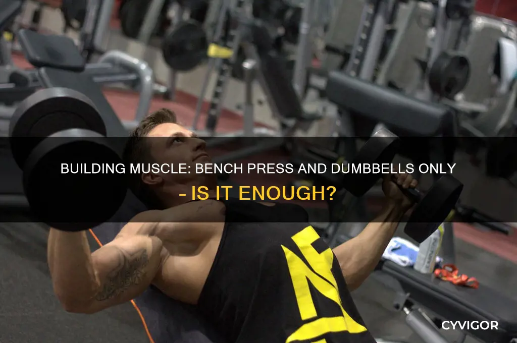 can i gain muscle just with bench press and dumbless