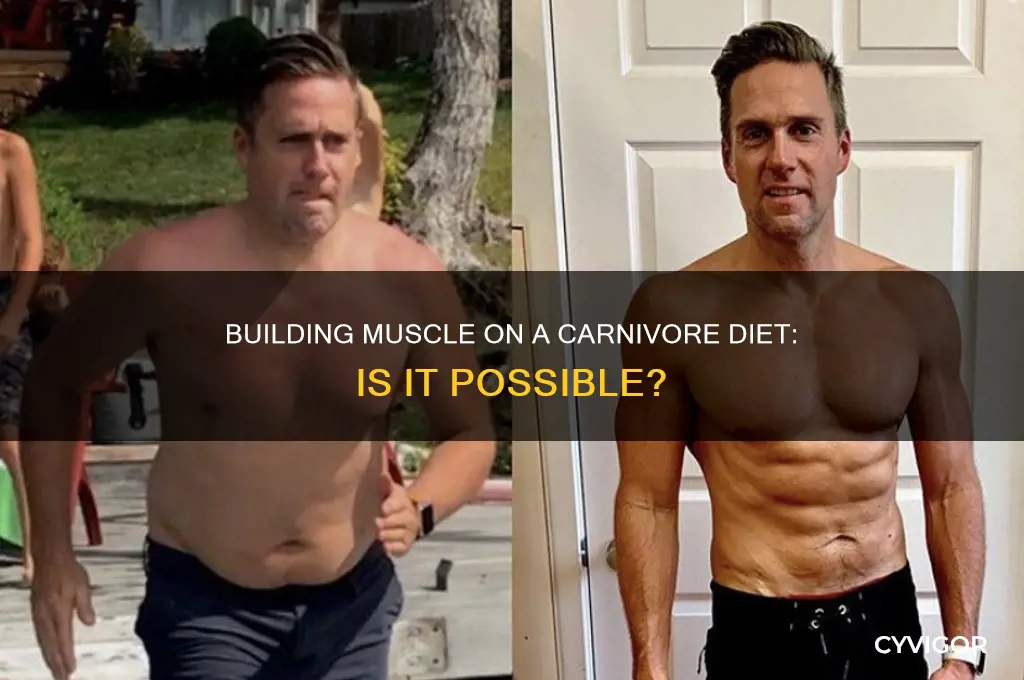 can i gain muscle on carnivore diet