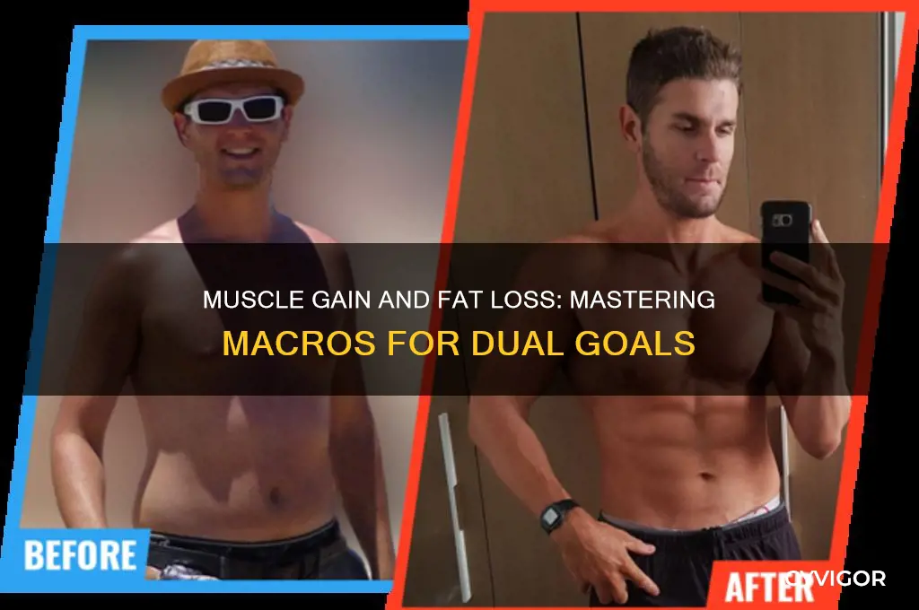 can i gain muscle with fat loss macros