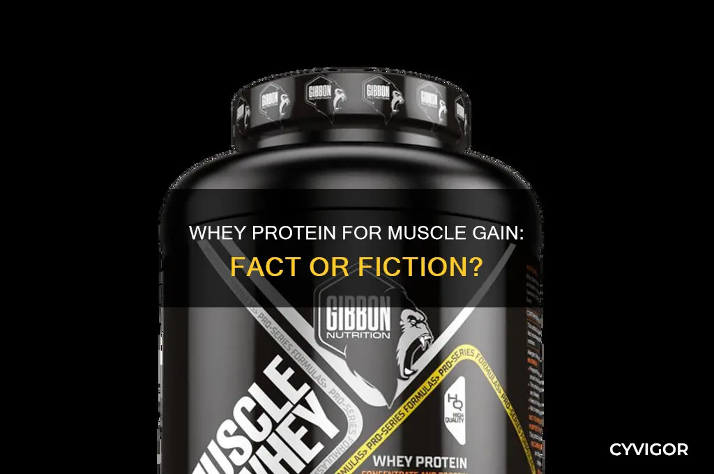 can i gain muscle with whey protein