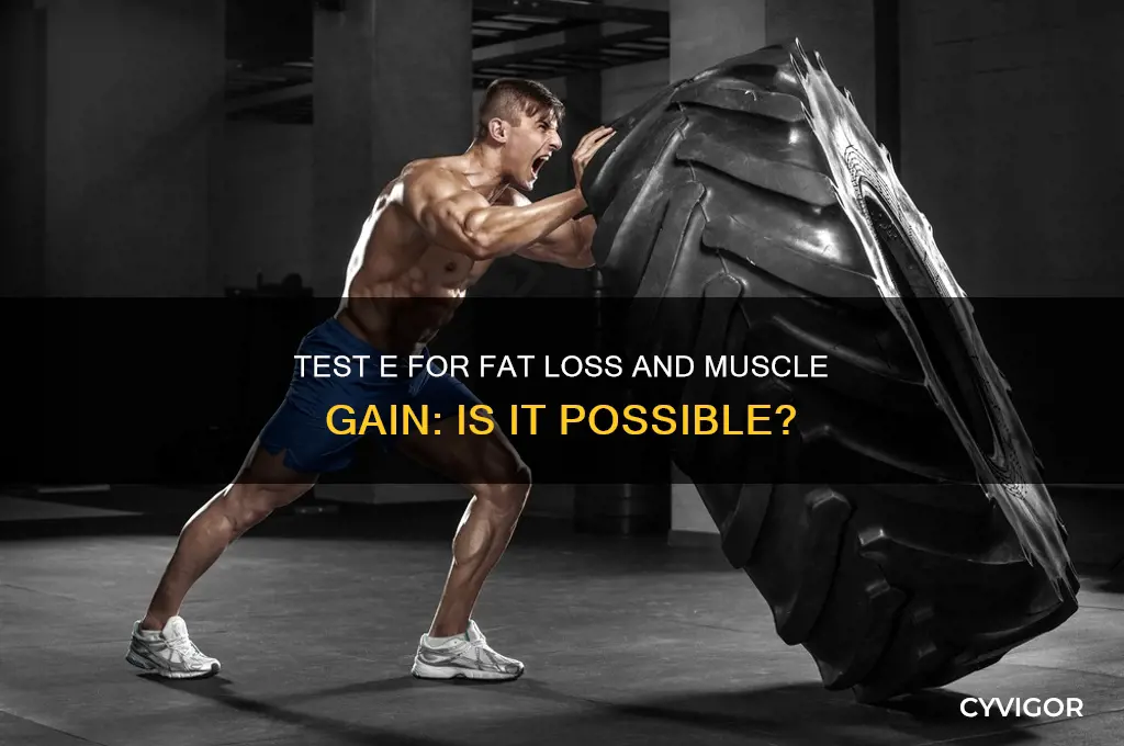 can i lose fat and gain muscle on test e