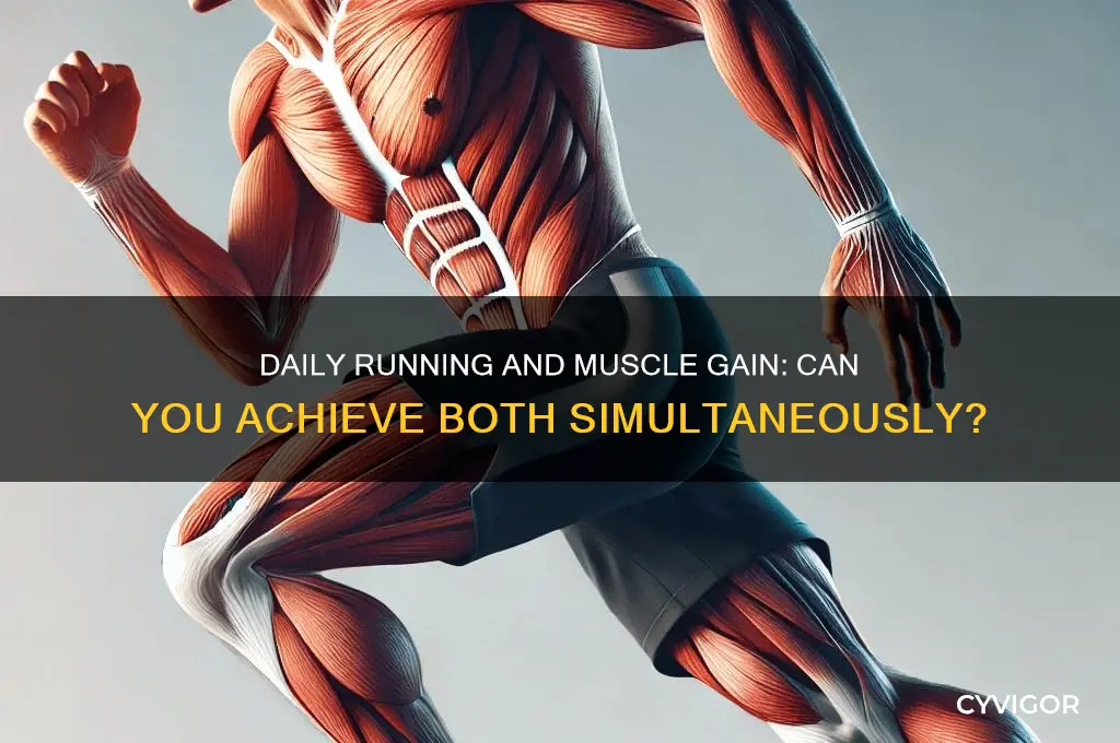 can i run everyday and still gain muscle