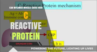 Muscle Inflammation and C-Reactive Protein: What's the Link?