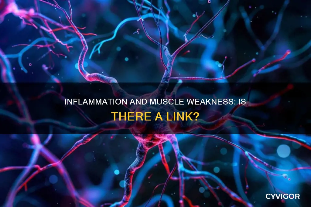 can inflammation cause muscle weakness