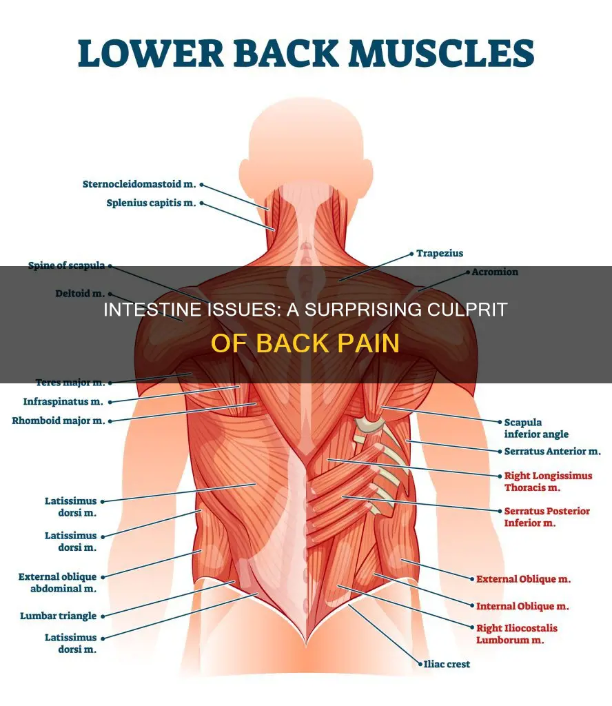 can intestine problems cause back pain similar to pulled muscle