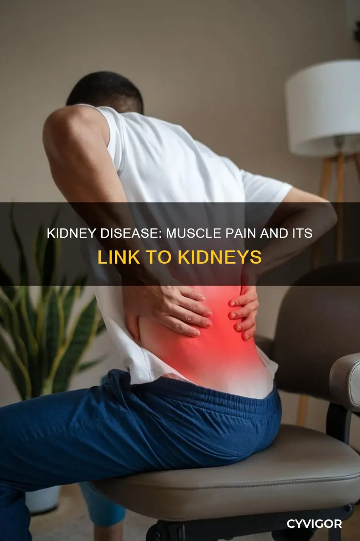 can kidney cause muscle pain