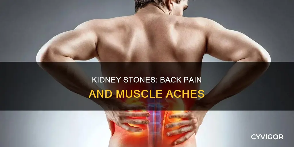 can kidney stones cause back muscle pain