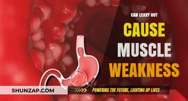 Leaky Gut and Muscle Weakness: Is There a Link?