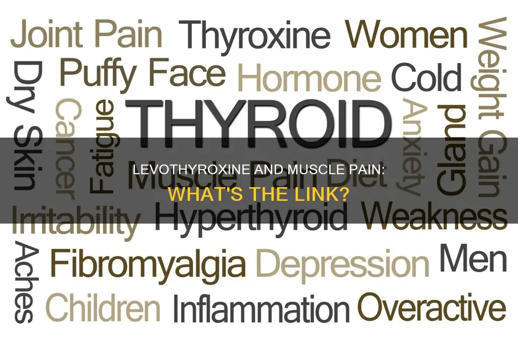 can levothyroxine cause muscle pain