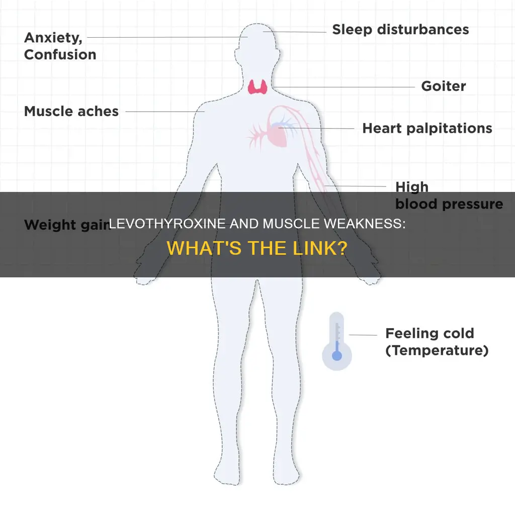 can levothyroxine cause muscle weakness