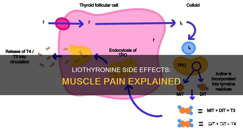 can liothyronine cause muscle pain